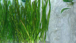 aquarium-von-dominic-labella-becken-3043_Vallisneria gigantea