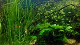 aquarium-von-gruenhexe-becken-30484---das-morgenbecken--_Eleocharis montevidens im Dez. 2017