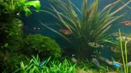 aquarium-von-gruenhexe-becken-30484---das-morgenbecken--_im Hintergrund Cryptocoryne albida im Nov. 2017