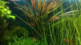 aquarium-von-gruenhexe-becken-30484---das-morgenbecken--_die Cryptocoryne albida ist rot geworden - Dez. 2017