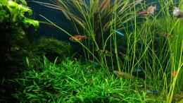 aquarium-von-gruenhexe-becken-30484---das-morgenbecken--_Eleocharis montevidens wuchert weiter - Dez. 2017