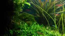 aquarium-von-gruenhexe-becken-30484---das-morgenbecken--_