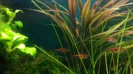 aquarium-von-gruenhexe-becken-30484---das-morgenbecken--_