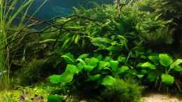 aquarium-von-gruenhexe-becken-30484---das-morgenbecken--_