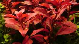 aquarium-von-skalar8705-becken-30531_Ludwigia repens RUBIN