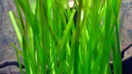 aquarium-von-skalar8705-becken-30531_Riesen Vallisneria