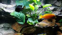 aquarium-von-funkytraut-malawi-sun-rise_Anubias