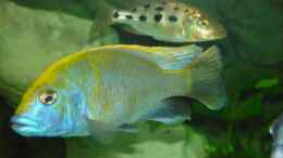 aquarium-von-thomas-knecht-becken-3055_N. venustus 