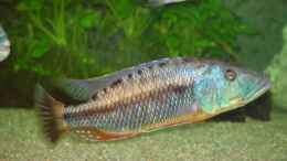 aquarium-von-thomas-knecht-becken-3055_T. macrostoma