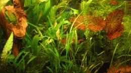 aquarium-von-kamenko-becken-3056_