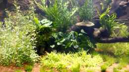 aquarium-von-frank-chelaifa-diskus-naturaquarium_linke Seite