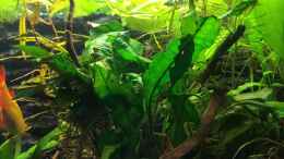 aquarium-von-mesmerize-becken-30604_