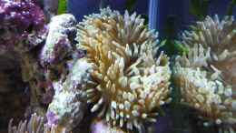 aquarium-von-red--juergen--fluval-reef-m40_