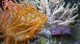 aquarium-von-red--juergen--fluval-reef-m40_