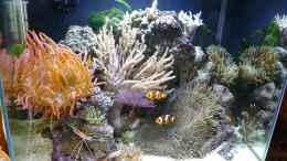 aquarium-von-red--juergen--fluval-reef-m40_Stand vom 17.05.2014