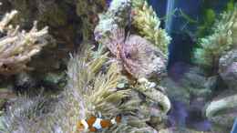 aquarium-von-red--juergen--fluval-reef-m40_Pracht Anemone