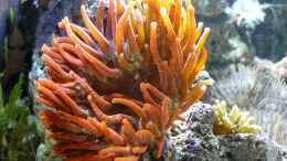 aquarium-von-red--juergen--fluval-reef-m40_Kupfer Anemone