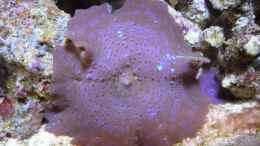 aquarium-von-red--juergen--fluval-reef-m40_Blaue Scheibenanemone