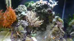 aquarium-von-red--juergen--fluval-reef-m40_Vollansicht