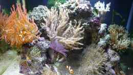 aquarium-von-red--juergen--fluval-reef-m40_