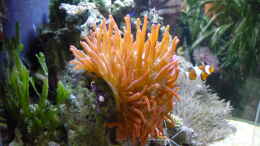 aquarium-von-red--juergen--fluval-reef-m40_Caulerpa taxifolia mit Kupfer Anemone