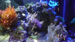 aquarium-von-red--juergen--fluval-reef-m40_Abendstimmung