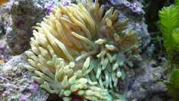 aquarium-von-red--juergen--fluval-reef-m40_Hawaii Anemone