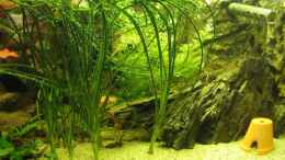 aquarium-von-frank-muth-becken-3061_Crinum calamistratum