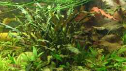 aquarium-von-frank-muth-becken-3061_Cryptocoryne wendtii