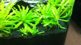 aquarium-von-rozan-mini---dennerle---scape_KW Woche 4