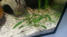 aquarium-von-betta-ufuk-kleines-kleeblatt_Cryptocoryne parva