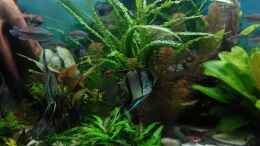 aquarium-von-gruenhexe-becken-30620---innerer-frieden_Cryptocoryne balansae, 