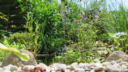 aquarium-von-thomas-limberg-gartenteich-al-ko-t-600_Bachnelkenwurz (Geum rivale)