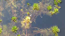 aquarium-von-thomas-limberg-gartenteich-al-ko-t-600_Tausendblatt (Myriophyllum verticillatum)