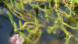 aquarium-von-thomas-limberg-gartenteich-al-ko-t-600_Tannenwedel (Hippuris vulgaris)