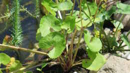 aquarium-von-thomas-limberg-gartenteich-al-ko-t-600_Verblühte Sumpfdotterblume (Caltha palustris)