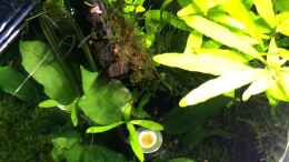 aquarium-von-ayahuasca-i-love-leaves-_Anubia, Wasserfreund