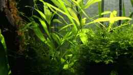 aquarium-von-ayahuasca-i-love-leaves-_Wasserfreund