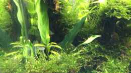 aquarium-von-ayahuasca-i-love-leaves-_Anubia 