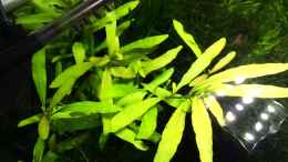 aquarium-von-ayahuasca-i-love-leaves-_indischer Wasserfreund