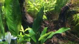 aquarium-von-ayahuasca-i-love-leaves-_