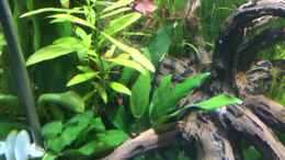 aquarium-von-ayahuasca-i-love-leaves-_