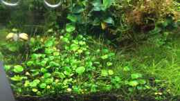 aquarium-von-ayahuasca-i-love-leaves-_