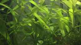 aquarium-von-ayahuasca-i-love-leaves-_