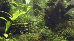 aquarium-von-ayahuasca-i-love-leaves-_indischer Wasserfreund Javamoos