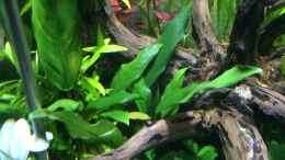 aquarium-von-ayahuasca-i-love-leaves-_KW01/15