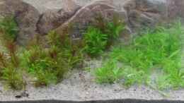 aquarium-von-raubsau-die-herausforderung_Pogostemon und Rotala