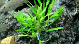 aquarium-von-harald-goetz-blue-neon--multi-amp--co--2021-aufgeloest_Cryptocoryne Lucens - Schmalblättrige Nevillii