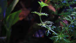 aquarium-von-florian-bandhauer-suvadee-of-south-asia_Die wunderschöne - Limnophila sessiliflora  Kleine Ambulia 