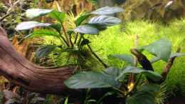 aquarium-von-olle696-becken-30681_Anubias barteri coffeefolia